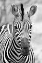 斑马的单色特写，展现了复杂的黑白条纹