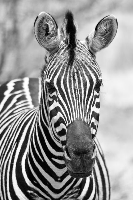Monochrome close-up of a zebra showcasing intricate black and white stripes.