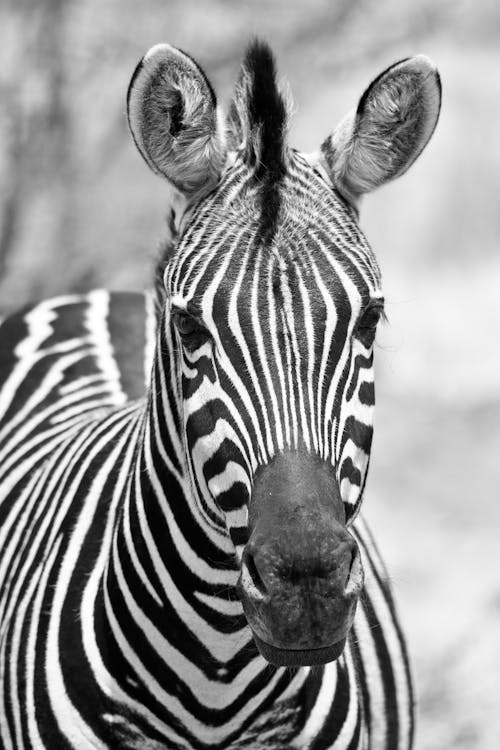 Grayscale Photo of Zebra