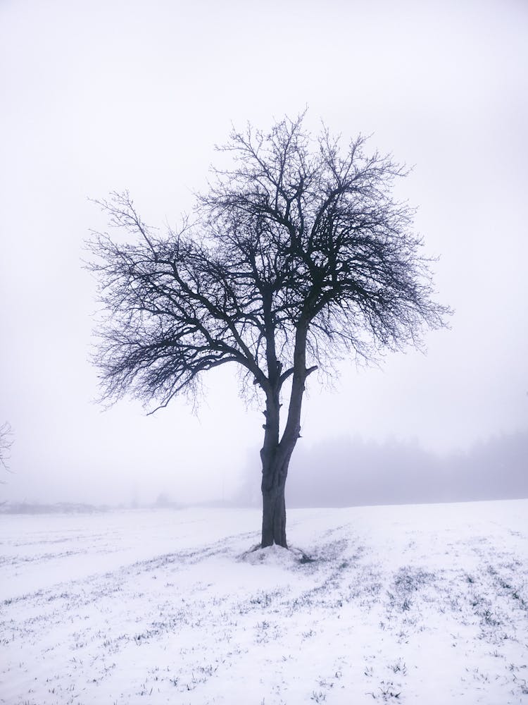 Leafless Tree On Snow Covered Ground