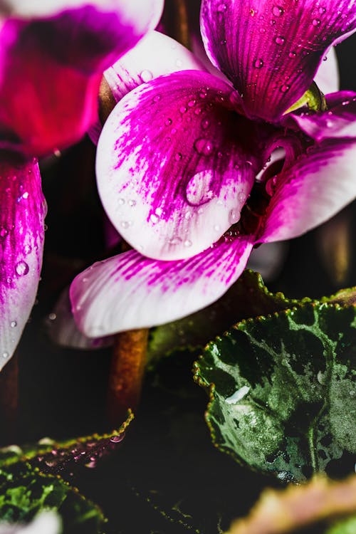 Kostnadsfri bild av blomfotografi, blomma, cyklamen persicum