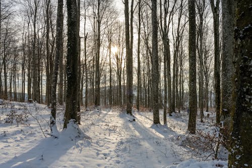 Foto d'estoc gratuïta de arbres nus, arbres sense fulles, bosc