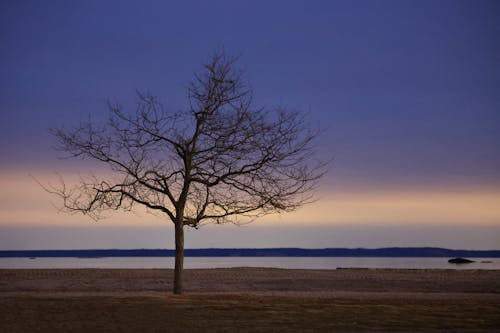 Безкоштовне стокове фото на тему «вечір, дерево, оголений»