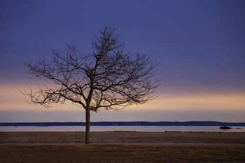 Free A tranquil twilight scene featuring a solitary bare tree by the calm waters, capturing serene evening ambiance. Stock Photo