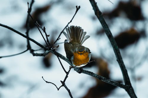 Close up of Small Bird