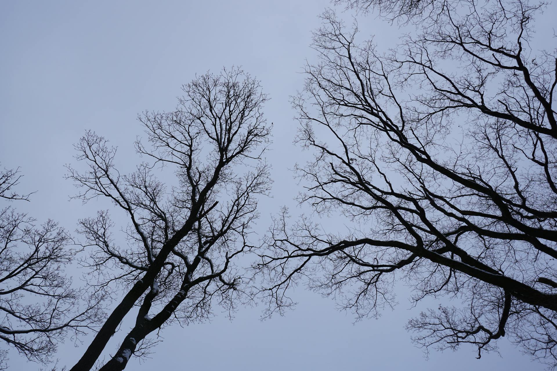 Free stock photo of alone, branch, cold