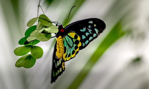 無料 セレクティブフォーカス写真で緑の葉にとまるケアンズトリバネチョウ 写真素材