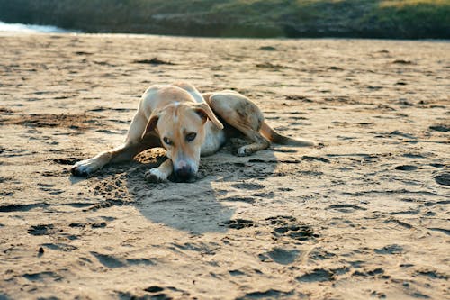 Free Dog Lying Down on Beach Stock Photo