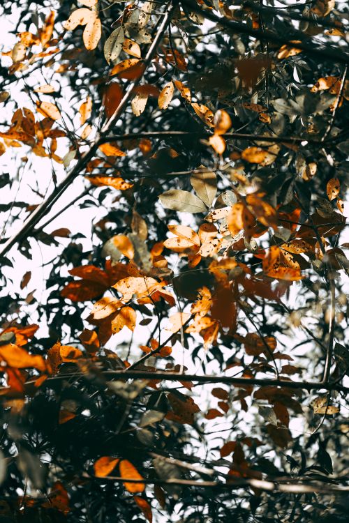 Free Vibrant autumn leaves seen in Krui, Lampung, Indonesia, capturing natural beauty in fall. Stock Photo