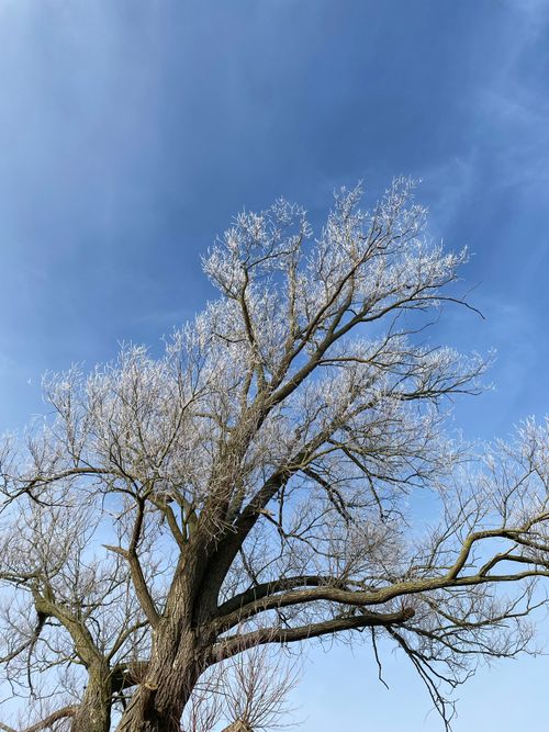 Free A majestic tree covered in ice against a bright blue sky, showcasing winter beauty. Stock Photo