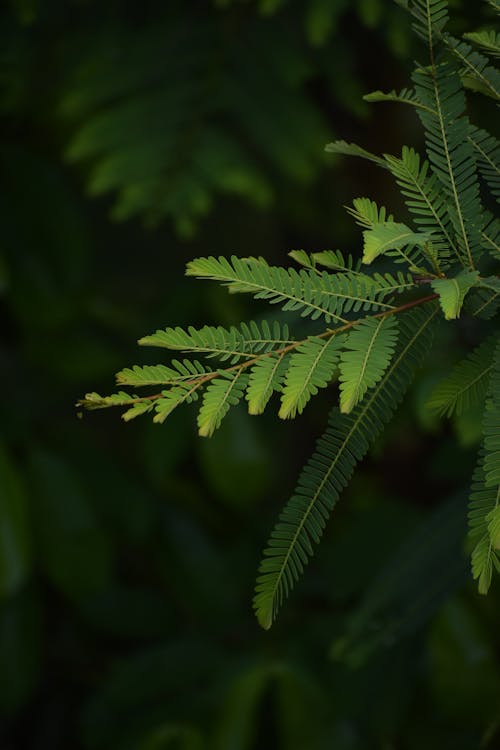 Close-up of Bright Green Leaves of Mimosa Plant 