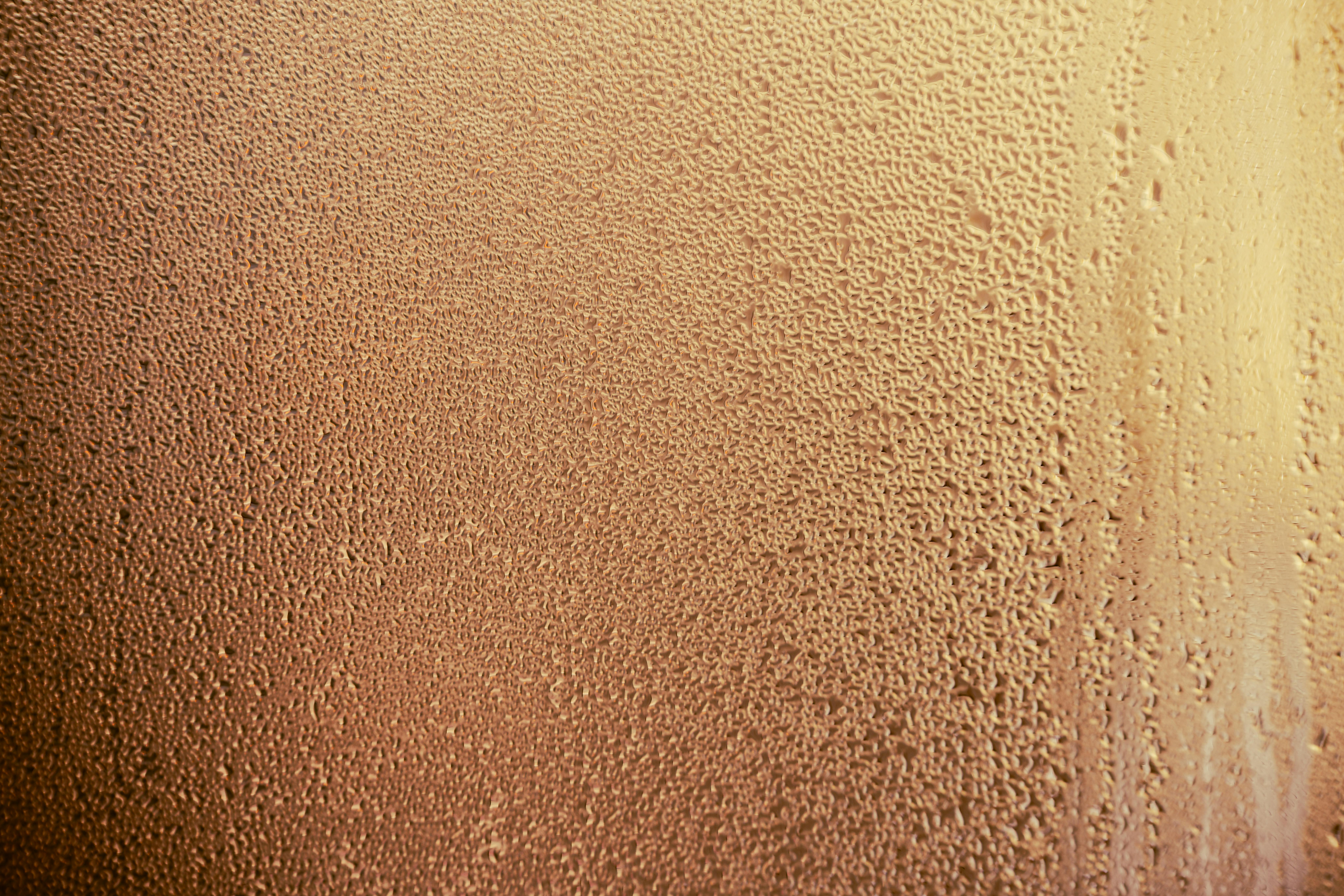 The Role of Temperature and Humidity in Your Dog’s Nose Moisture: A Deep Dive