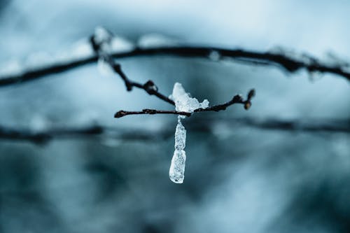 Kostnadsfri bild av frostig, fryst, gren