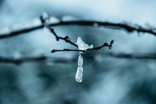 Free A detailed shot of an icicle clinging to a branch in winter, showcasing natural beauty. Stock Photo