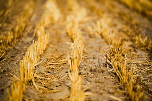 Foto d'estoc gratuïta de agricultura, camp de blat, camp de cultiu