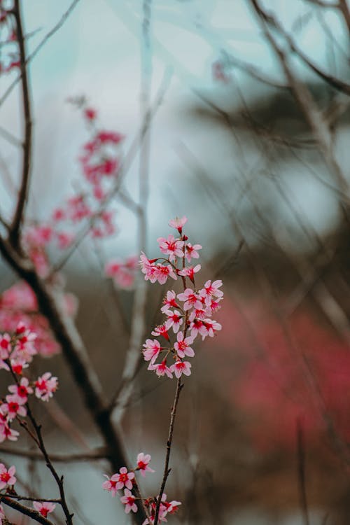 Kostnadsfri bild av blommor, färsk, fjäder