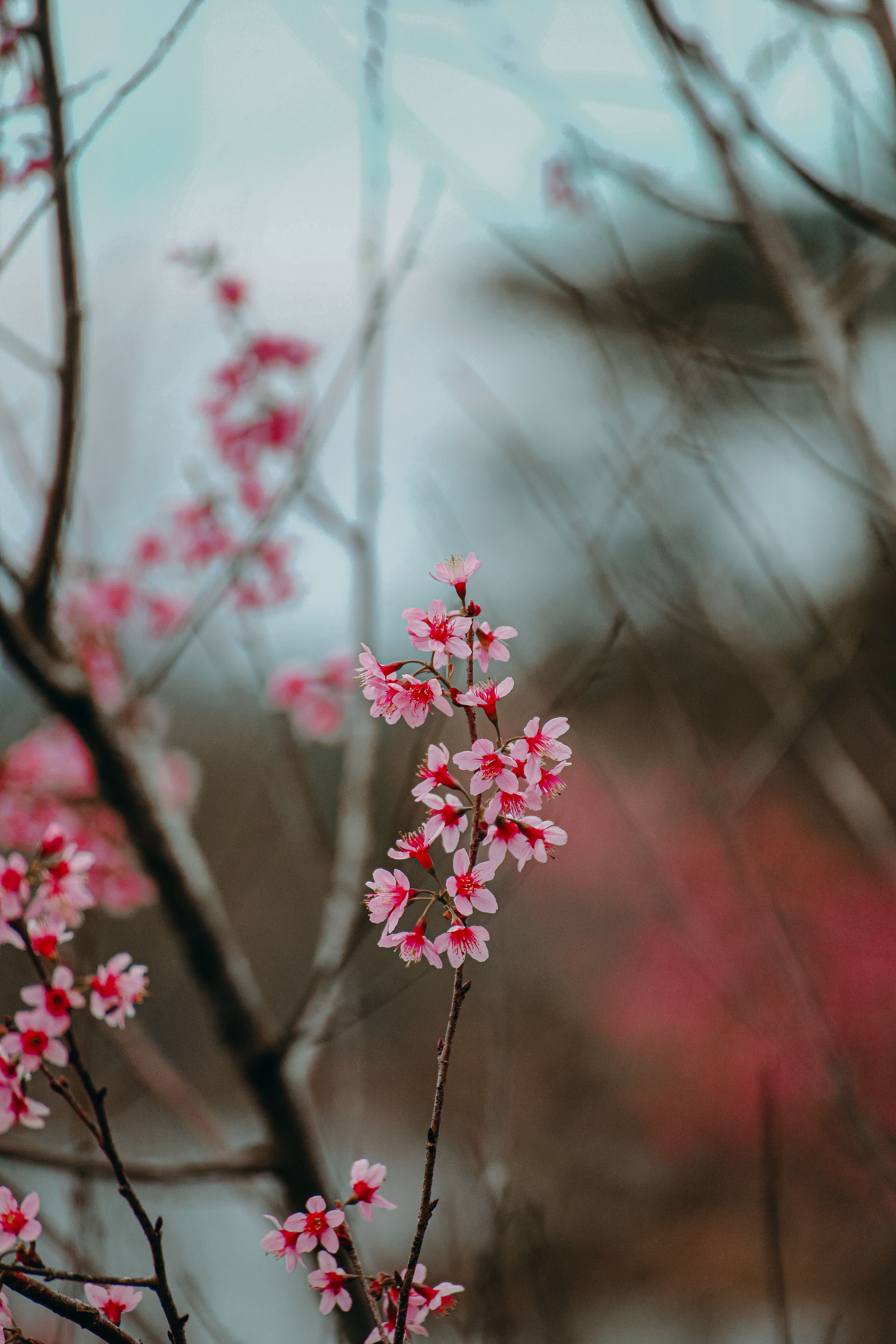 Close up of Cherry Blossoms · Free Stock Photo