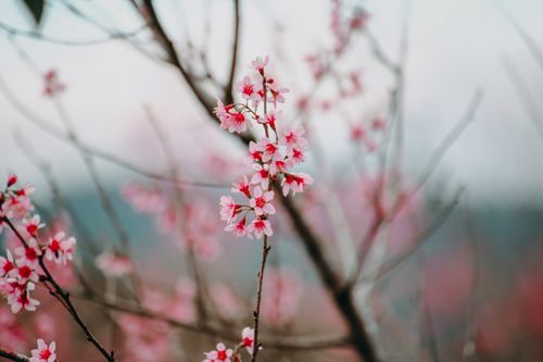 Free Beautiful cherry blossoms in full bloom, capturing the essence of spring with delicate pink and white petals. Stock Photo