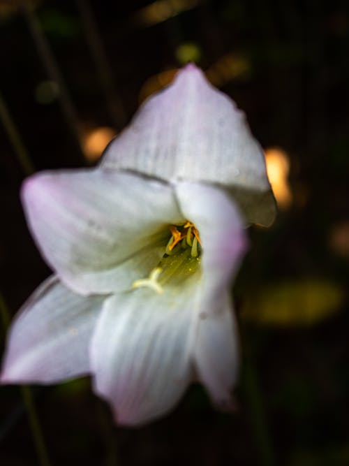 Gratis lagerfoto af blomst baggrund, blomsterfotografering, Canon