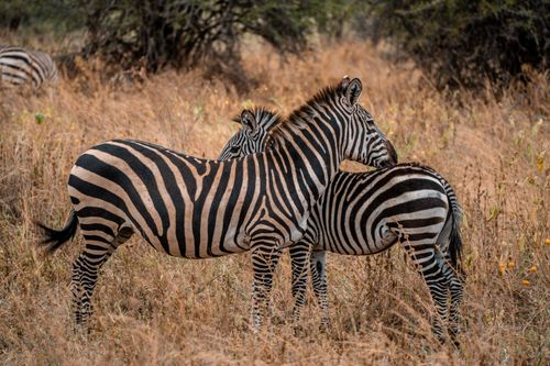 Free Two zebras standing close in the Tanzanian savanna, showcasing their distinctive stripes. Stock Photo