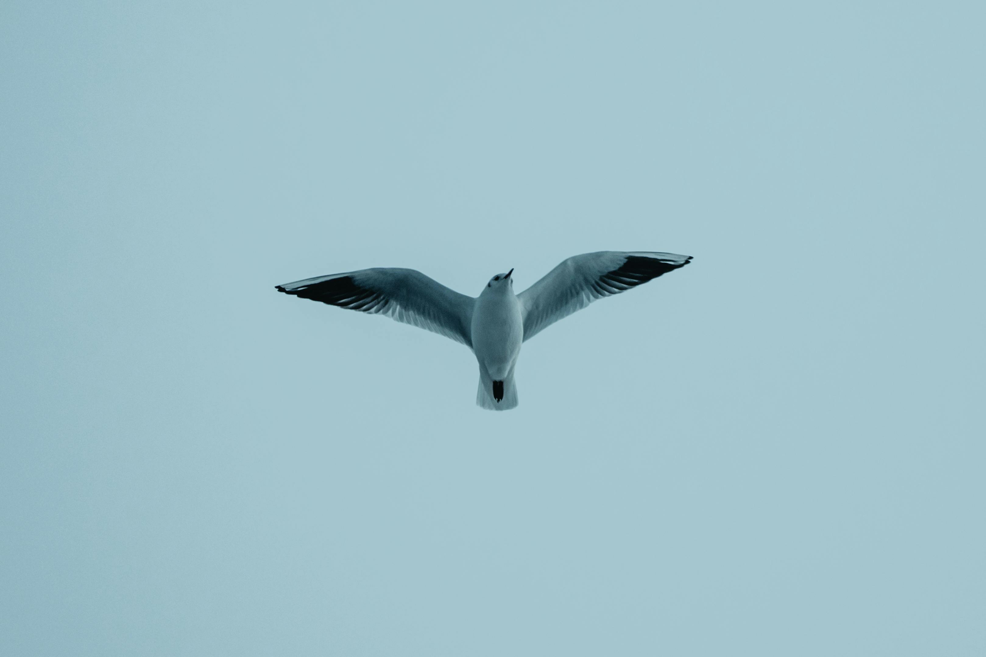 De franc Foto d'estoc gratuïta de a l'aire lliure, aerodinàmica, airejat Foto d'estoc