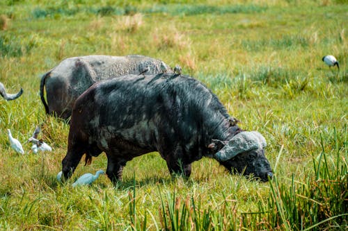 Water Buffalo Eating Grass