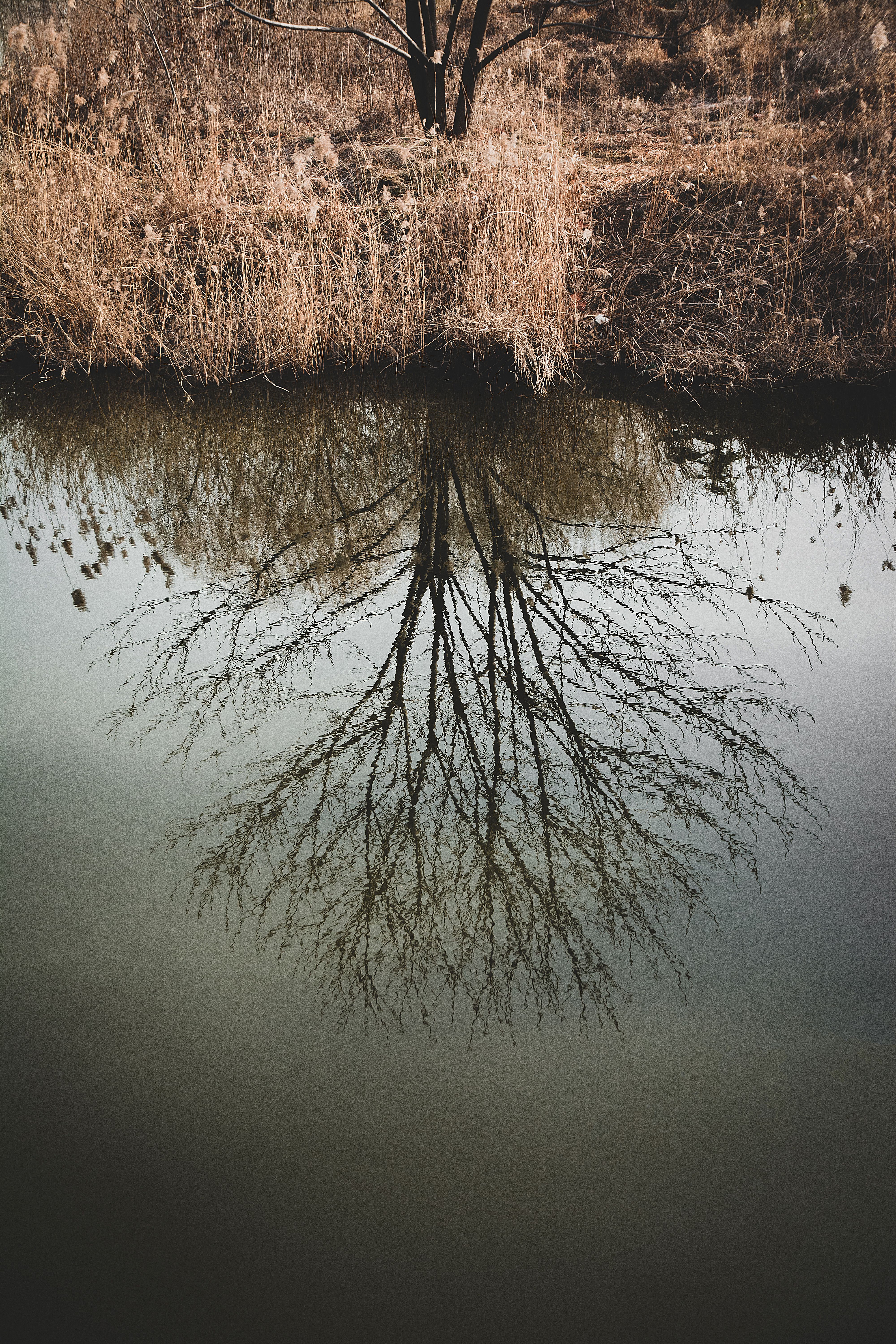 Tree Reflection in Lake · Free Stock Photo