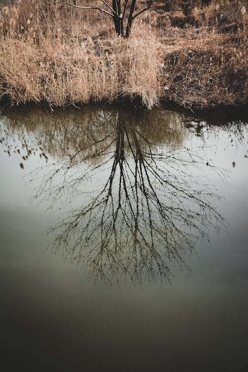 Základová fotografie zdarma na téma jezero, odraz, padání
