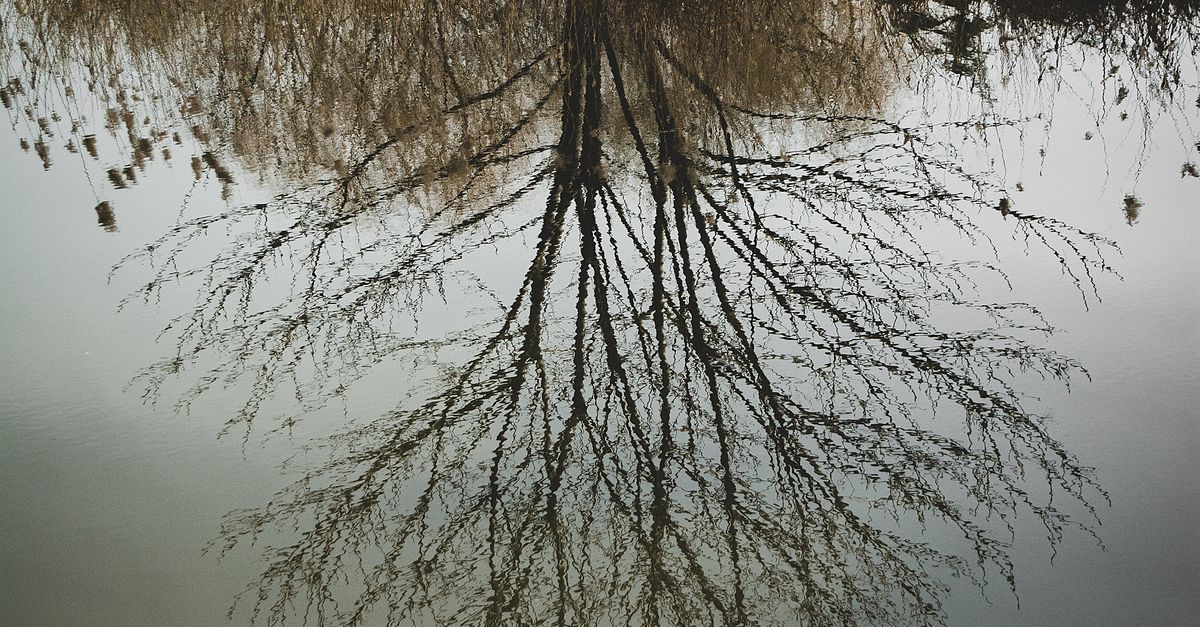 Block Tree Reflection Tree Reflection in Lake · Free Stock Photo