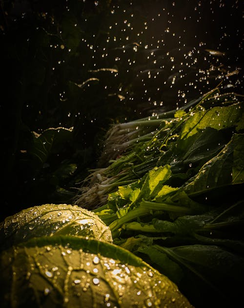 Foto profissional grátis de chuva, couve, escuro