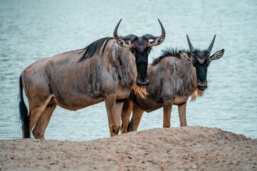 Two wildebeests standing near a tranquil lake in Tanzania, showcasing their majestic features.