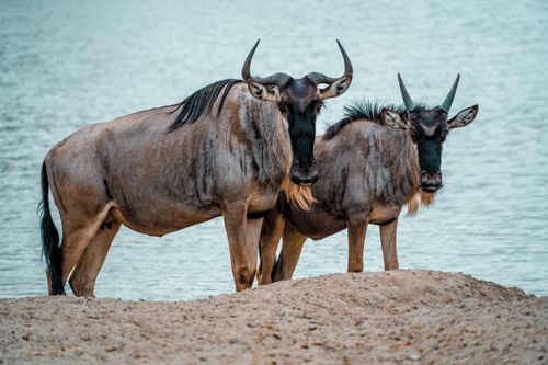 Free Two wildebeests standing near a tranquil lake in Tanzania, showcasing their majestic features. Stock Photo