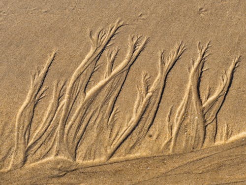Gratis lagerfoto af klit, kviste mønster, sand