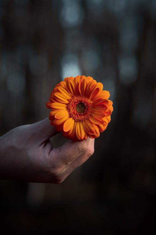 Hand Holding Yellow Flower