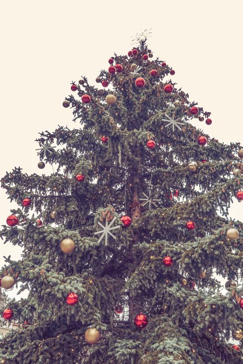 Free Tall Christmas tree adorned with red and gold baubles, ideal for festive themes. Stock Photo