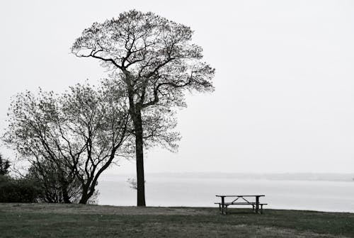 公園, 樹木, 湖岸 的 免费素材图片