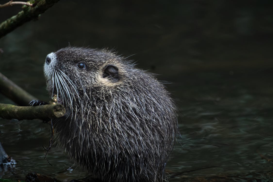close up shot of an otter