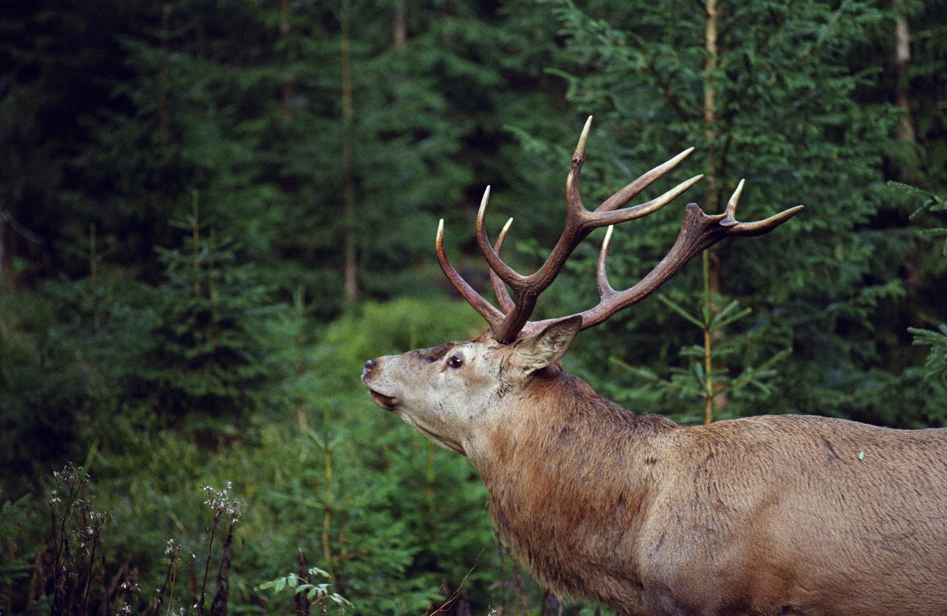 Red Deer Beside Green Trees