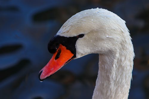 Close-up of a Swans Head 