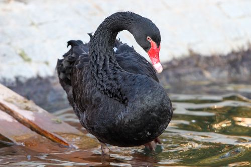 Free Detailed portrait of a black swan on a water surface, showcasing its natural beauty and grace. Stock Photo