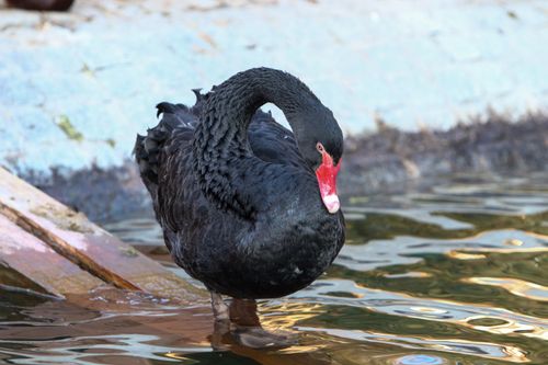 Free A detailed view of a black swan in a calm outdoor water setting. Stock Photo