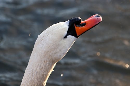 Close-up of the Head of a Swan 