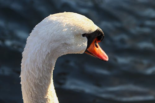 White Swan in Close Up Photography
