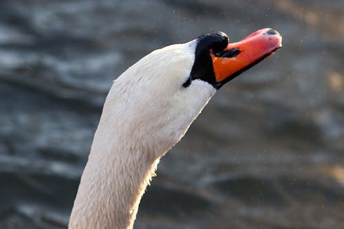 Close-up of a Swan in the Water 
