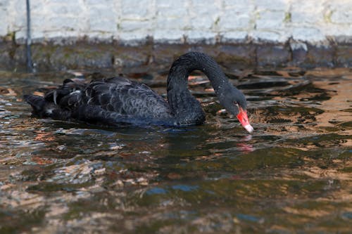 Black Swan on Body of Water