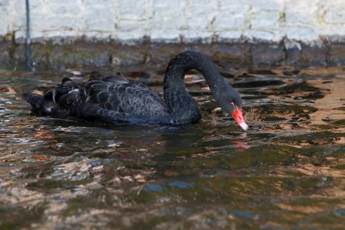 Free Close-up of a black swan (Cygnus atratus) gracefully navigating a body of water. Stock Photo