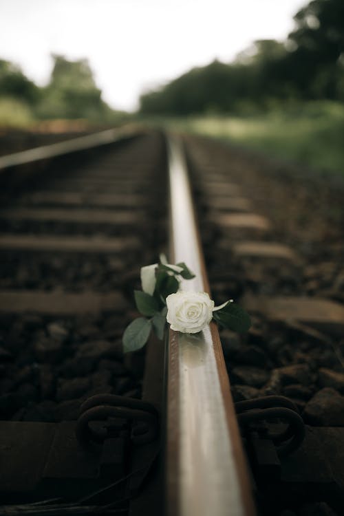 Free White Rose Flower on Rail Track Stock Photo