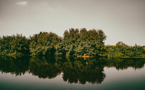 View of Green Trees and Shrubs on a Shore of a Body of Water 