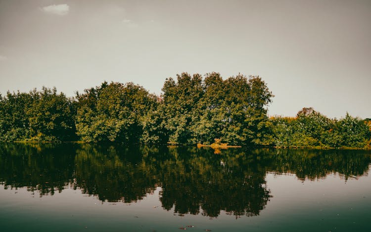 View Of Green Trees And Shrubs On A Shore Of A Body Of Water 