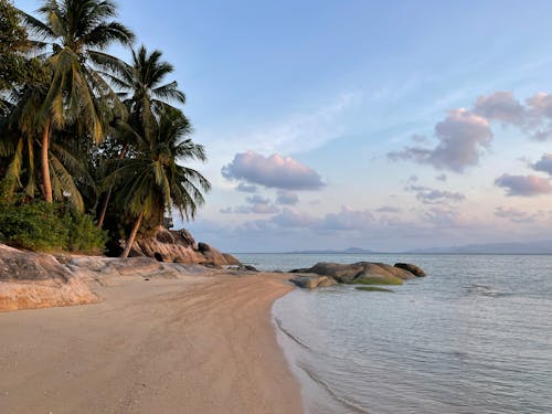 Free A Palm Trees Near the Beach Under the Blue Sky and White Clouds Stock Photo